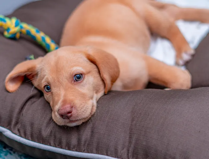  Dog sleeping on bed